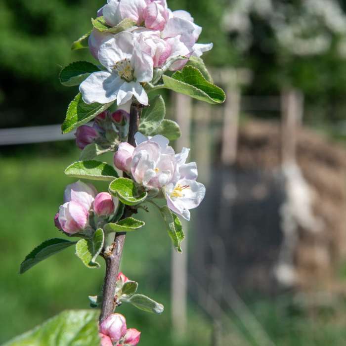 La LiMeuhnaderie - Boissons artisanales de Normandie