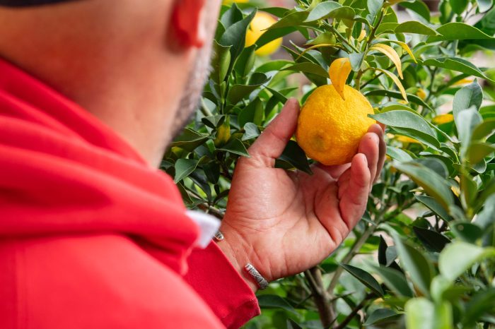 La LiMeuhnaderie - Boissons artisanales de Normandie