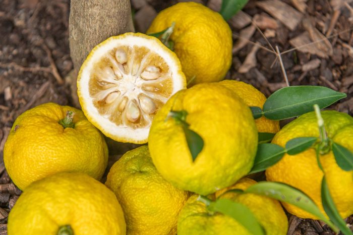 La LiMeuhnaderie - Boissons artisanales de Normandie