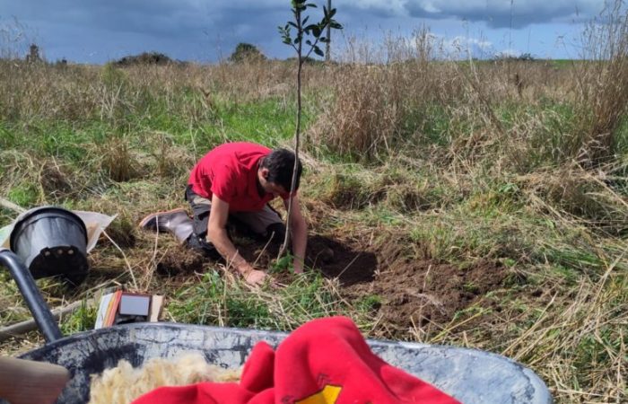 Reprise des plantations dans le verger Punk