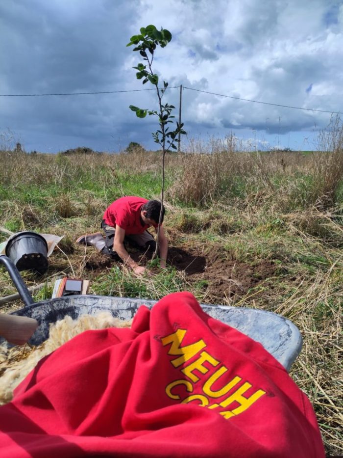 Reprise des plantations dans le verger Punk